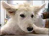 puppy