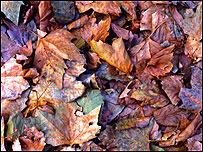 Autumn leaves