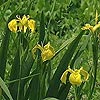 Iris pseudacorus