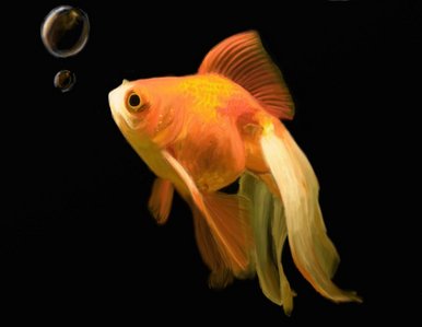Goldfish