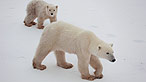 Polar bear