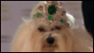 Tiara para cachorro