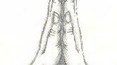 Praying Hands...
