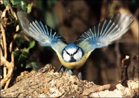 Bluetit taking off