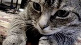 My Cat Scrippy...