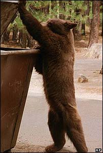 Urso negro