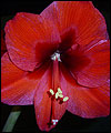 Flower by the Baileys
