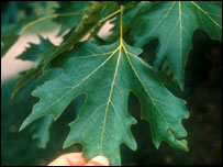 Maple Leaf