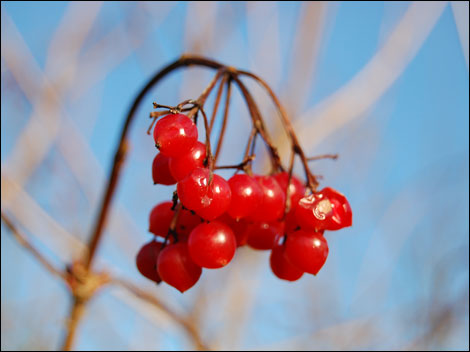Red berries
