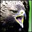 Golden Eagle