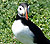 Pal ar Ynys Skomer gan Haydn Jones