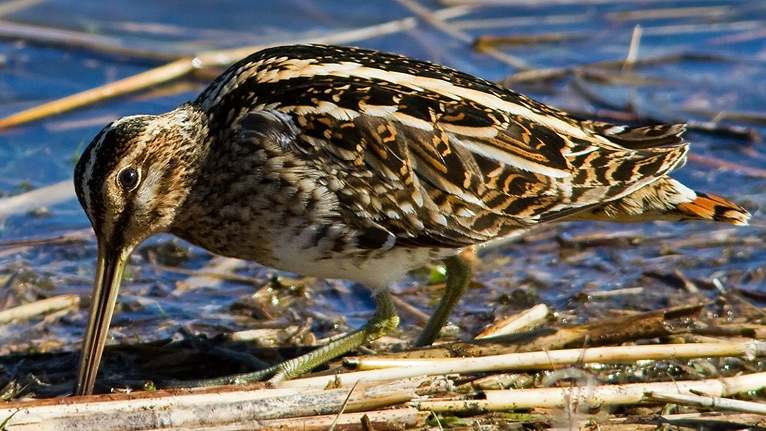 Snipe