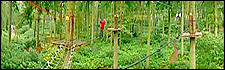Go Ape in Thetford Forest
