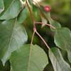Malus 'Rudolph'