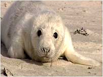 Seal pup