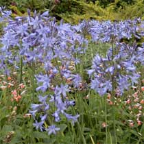 Agapanthus