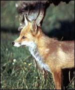 Fox