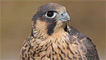 Peregrine falcon by Mike Warburton