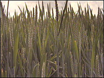 Wheat