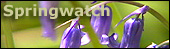Bluebells
