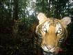 Mark Rayan Darmaraj /  BBC Wildlife Magazine