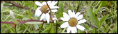 Ox-eye Daisy 