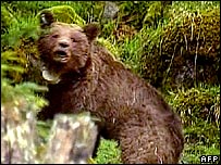 Urso selvagem
