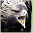 Islands (Image: Golden Eagle c/o PA Images)