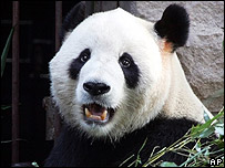 Panda Gu Gu
