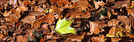 leaves