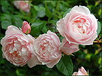 Roses in bloom