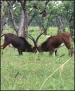 Giant sable 