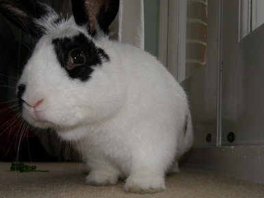 It's a Rabbit!