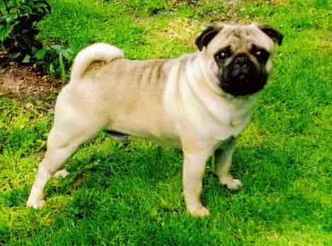 Pug