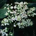 Viburnum