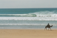 Camel Point - antje