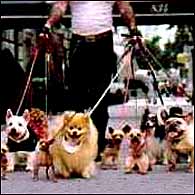 walking the dog