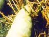greendeath