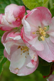 April Queen