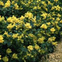 Mahonia, Oregon grape