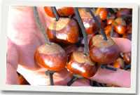 Concyrs