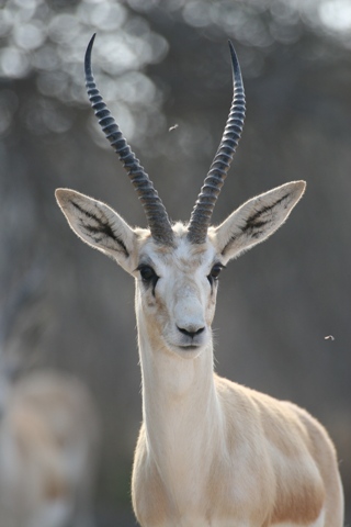 sandgazellebest.JPG