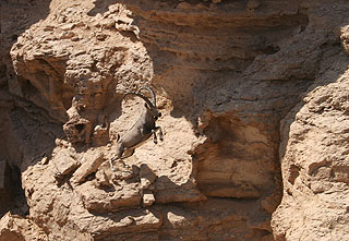 Ibexoncliffs.jpg