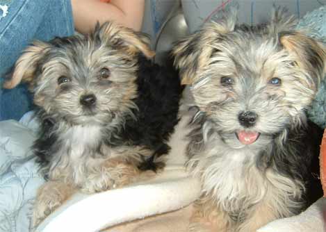 Bella and Fizz
