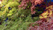 Day 3 - A wall of acers
