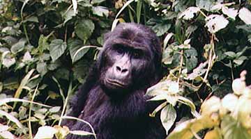 Gorilla