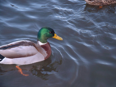 Ducky ducky