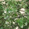 Malus 'Golden Delicious'
