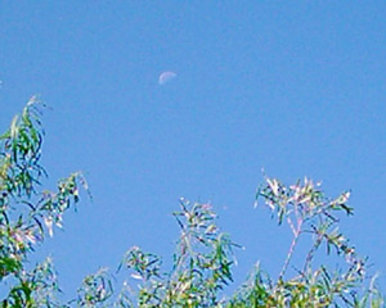 Daylight Moon