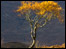 Autumn Glow by Jon Baker
